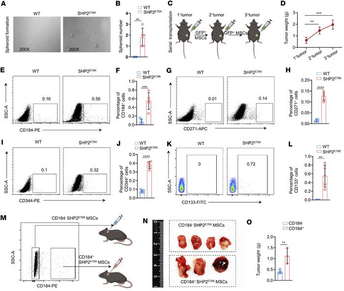 MSCs with the SHP2E76K mutation transform into sarcoma stem-like cells.
...
