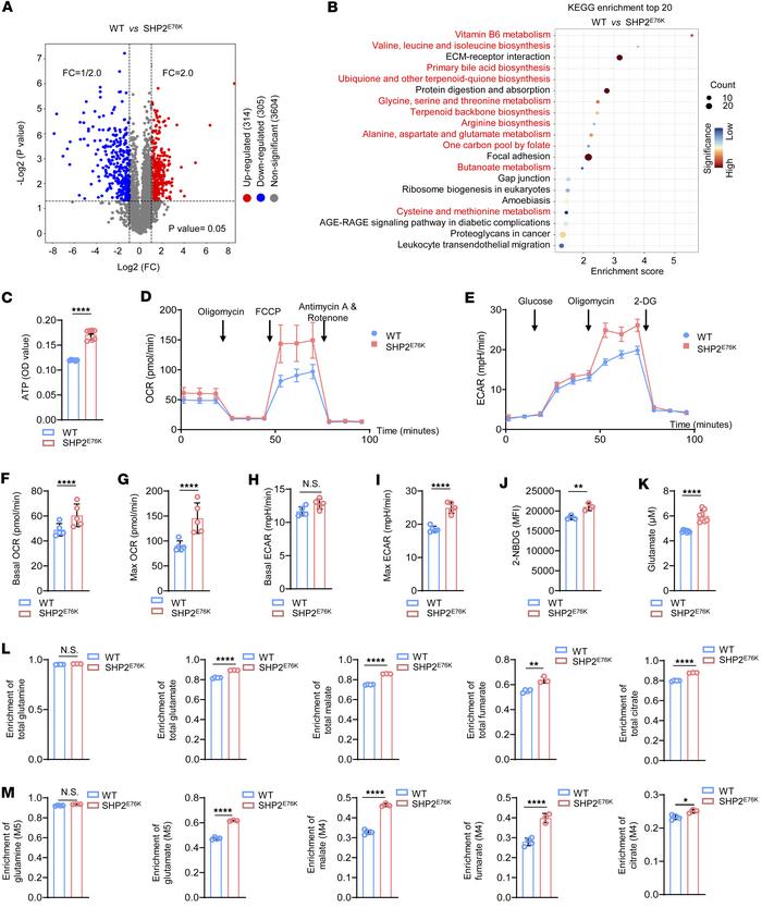 SHP2E76K mutation causes hyperactive mitochondrial metabolism in MSCs.
(...