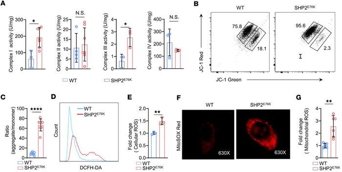 SHP2E76K mutation leads to activation of mitochondrial complexes I and I...