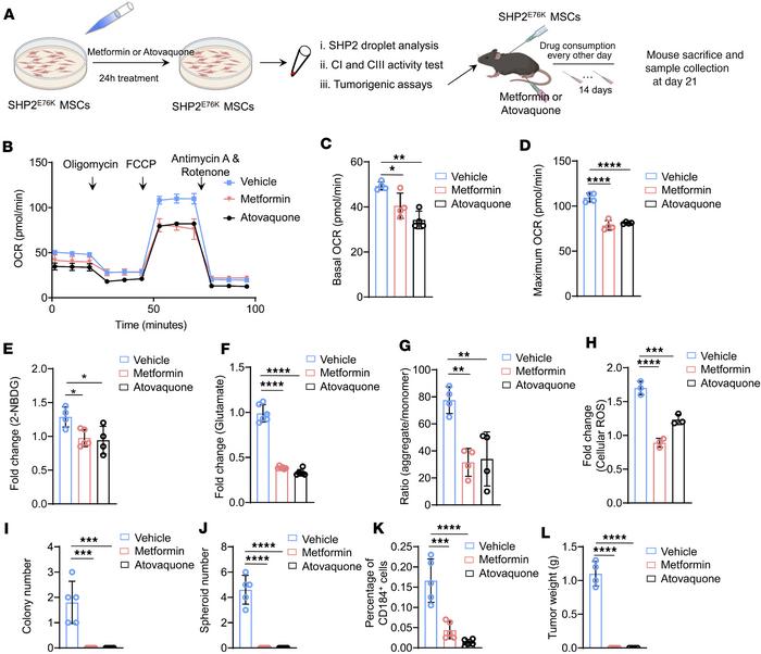 Inhibition of mitochondrial complexes I and III in SHP2E76K MSCs prevent...