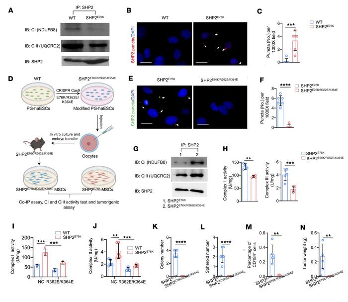 SHP2 LLPS promotes complex I and III hyperactivation.
(A) WT and SHP2E76...