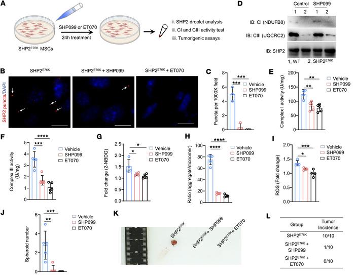 Two allosteric inhibitors of SHP2 (SHP099 and ET070) prevent LLPS, hyper...