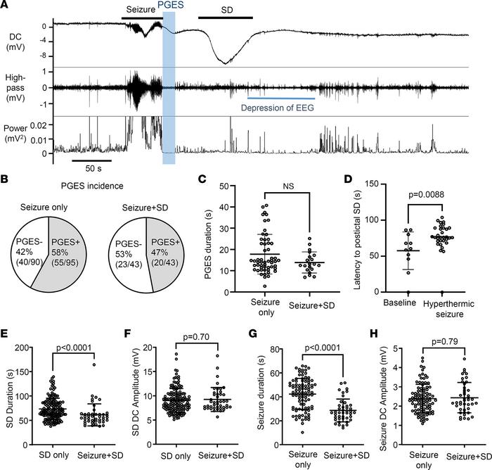 Electrophysiological characteristics of PGES and postictal SD.
(A) Repre...