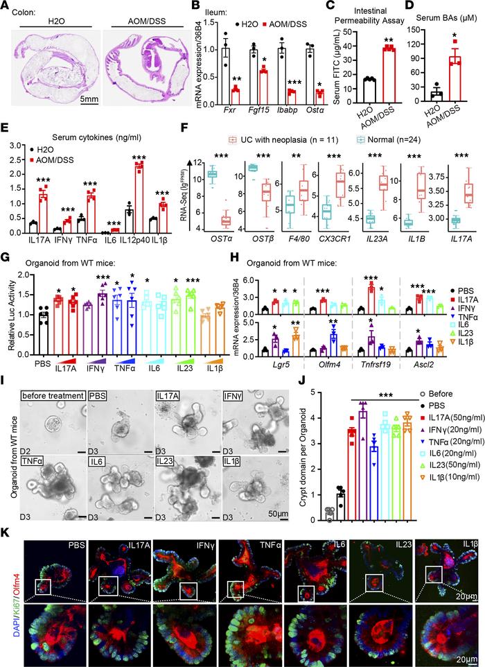 Cytokines increased in CAC model stimulate ISCs’ proliferation.
(A) H&am...