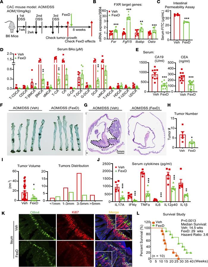 FXR agonism slows tumor progression in CAC.
(A) The scheme of FexD treat...