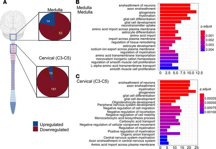 Bulk RNA seq analysis of medulla and cervical of SCA7 exhibits different...