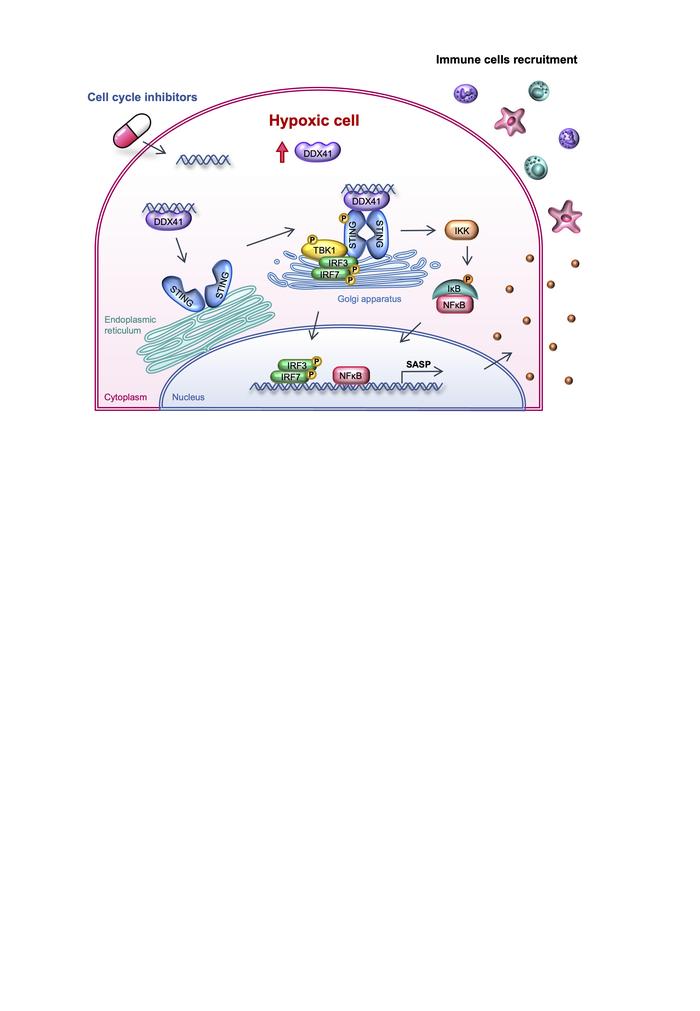 JCI Insight - Cell cycle inhibitors activate hypoxia-induced DDX41 ...