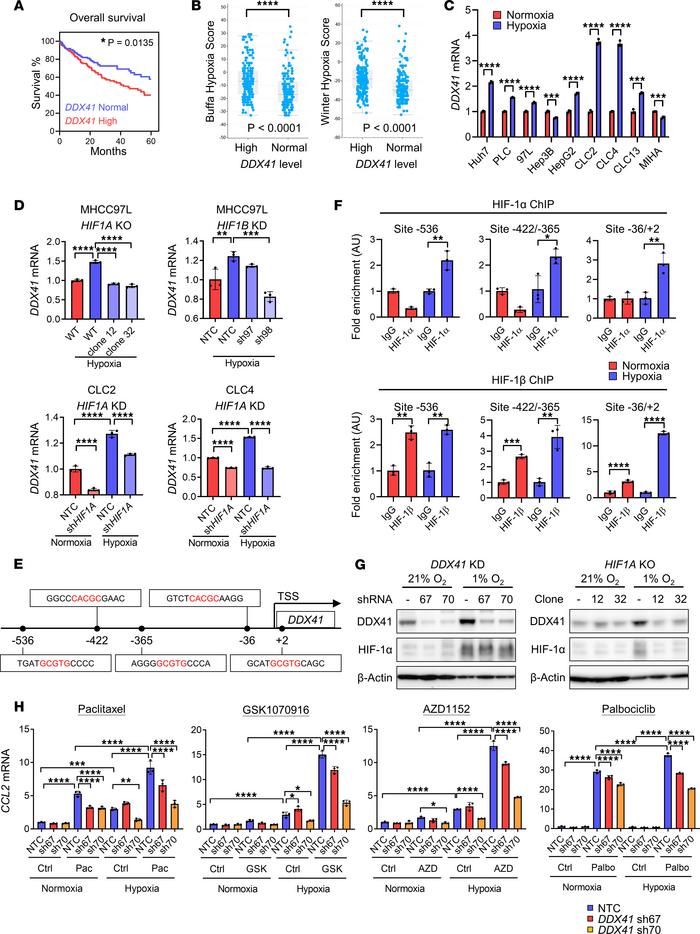 Hypoxia further exaggerates the effect of cell cycle inhibitors on SASP ...