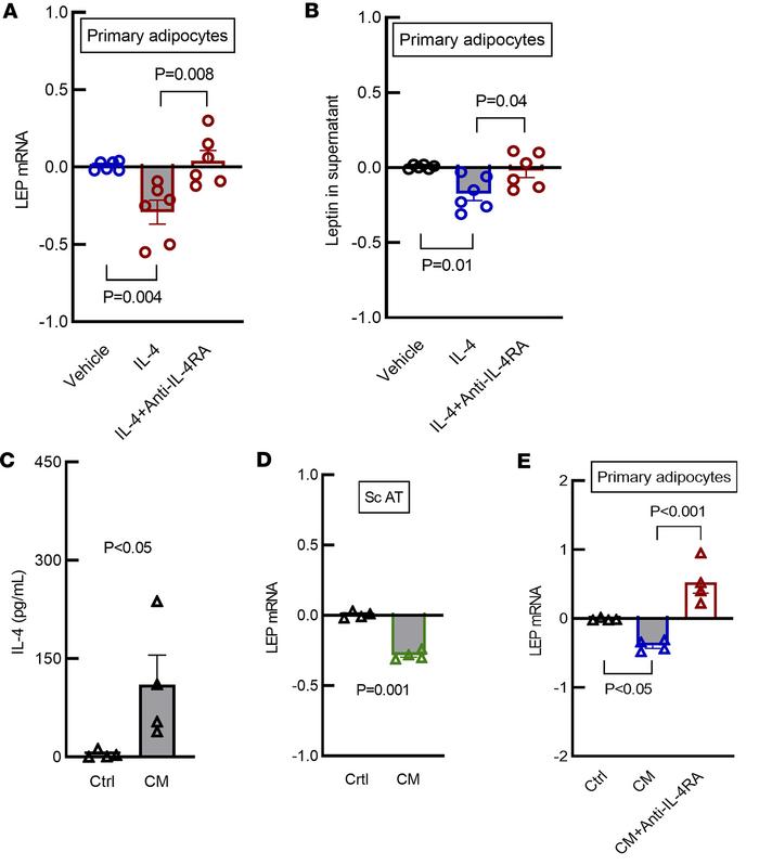 IL-4 decrease LEP mRNA expression and secretion in primary adipocytes in...