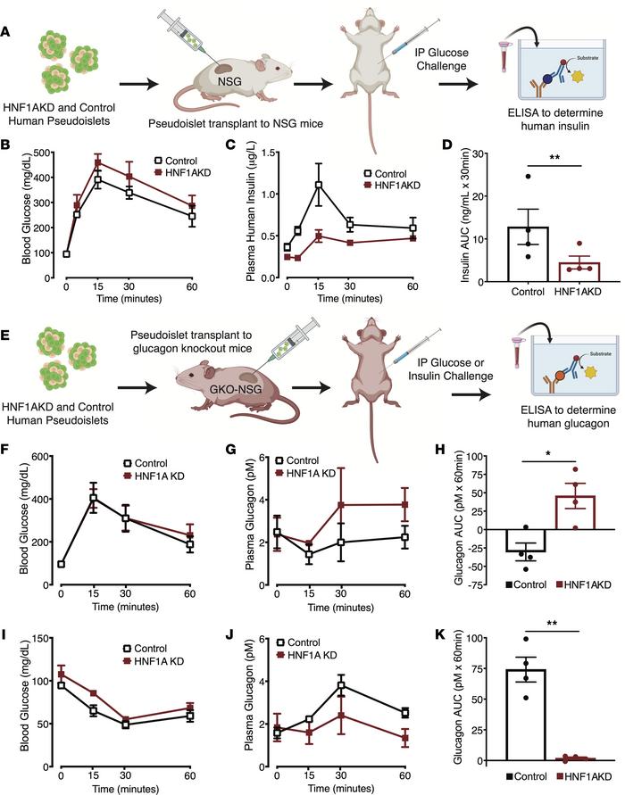 
HNF1A suppression leads to dysregulated insulin and glucagon secretion ...