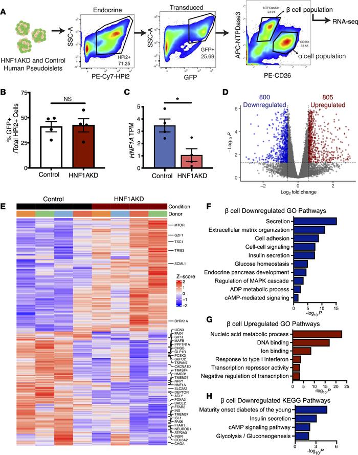 RNA-Seq of HNF1AKD β cells shows that HNF1α regulates insulin secretion,...