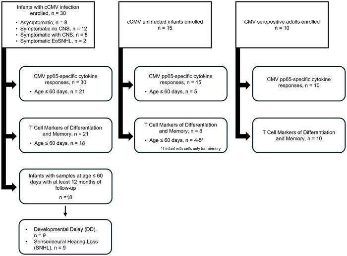 Consort diagram.
Participant enrollment and experimental flow.