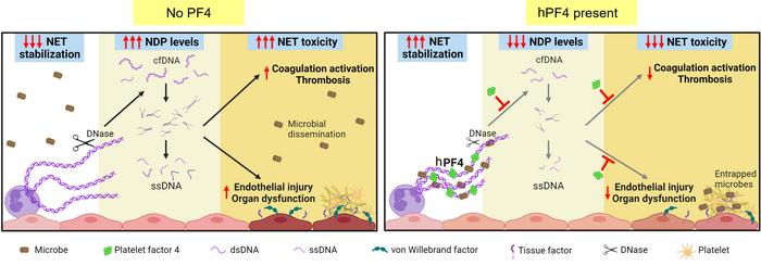 Proposed protective mechanisms of NET stabilization.
Left: NETs are subj...