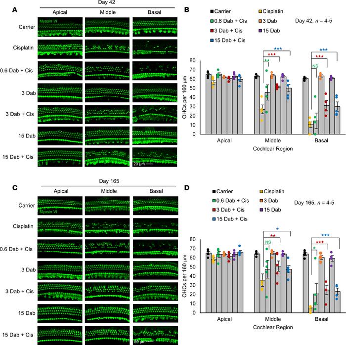 Dabrafenib protects from cisplatin-induced OHC death.
(A) Representative...