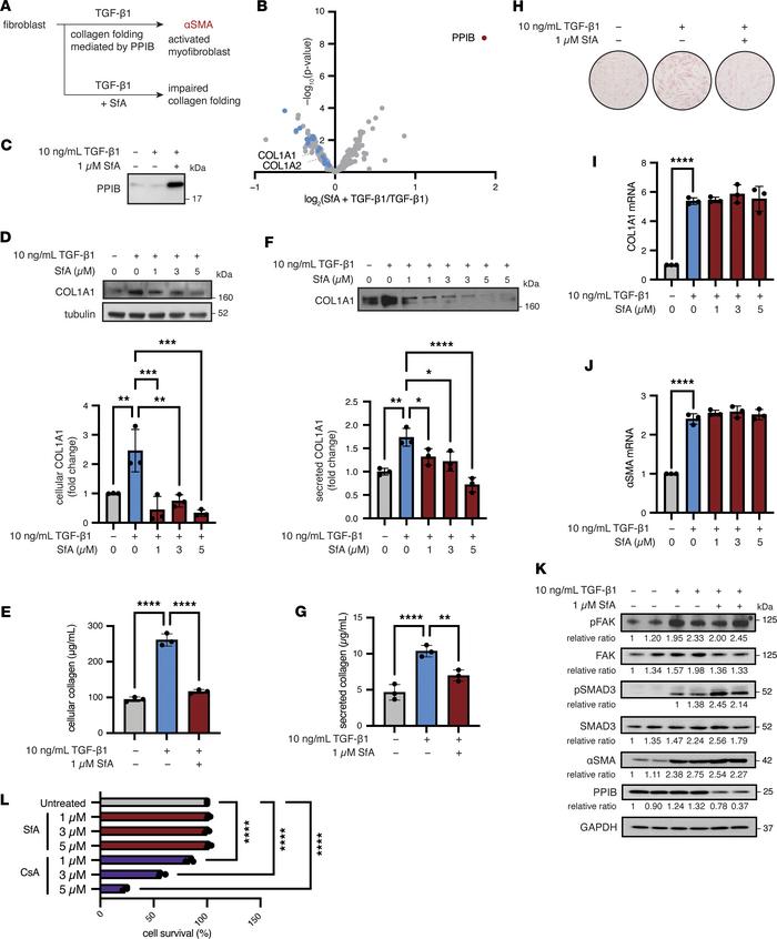 SfA reduces collagen production in an IMR-90 fibroblast model of fibrosi...