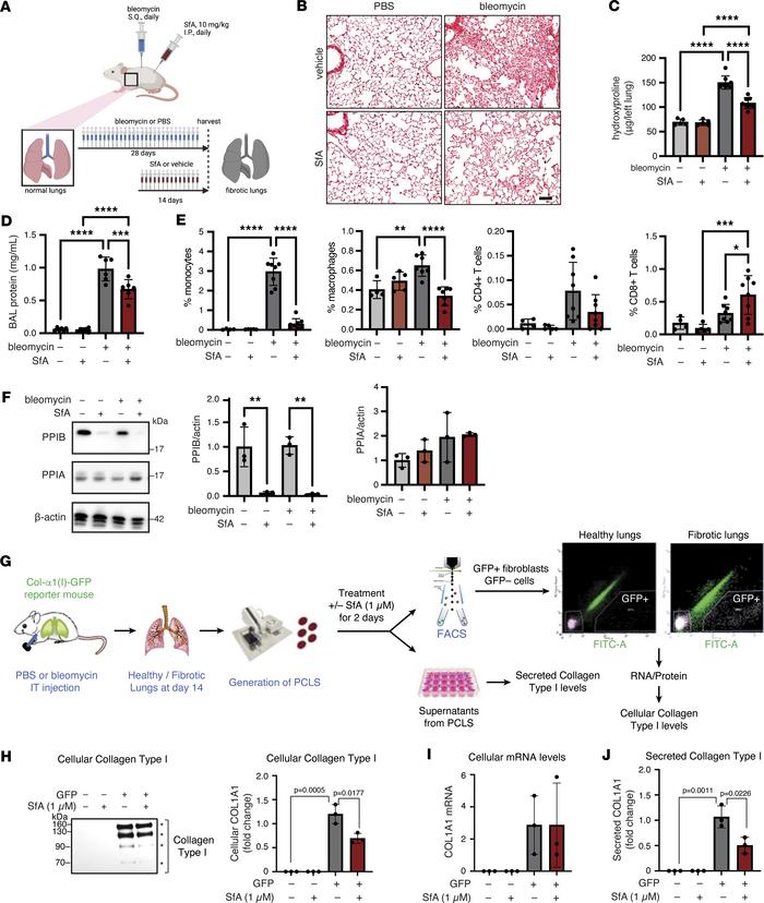 SfA reduces fibrosis and immune activation in a mouse model of bleomycin...