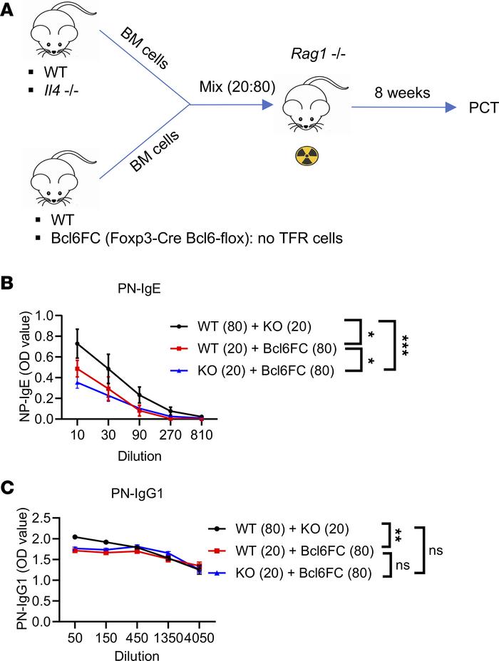 TFR cell–derived IL-4 can promote IgE in a BM chimera system.
(A) Set-up...