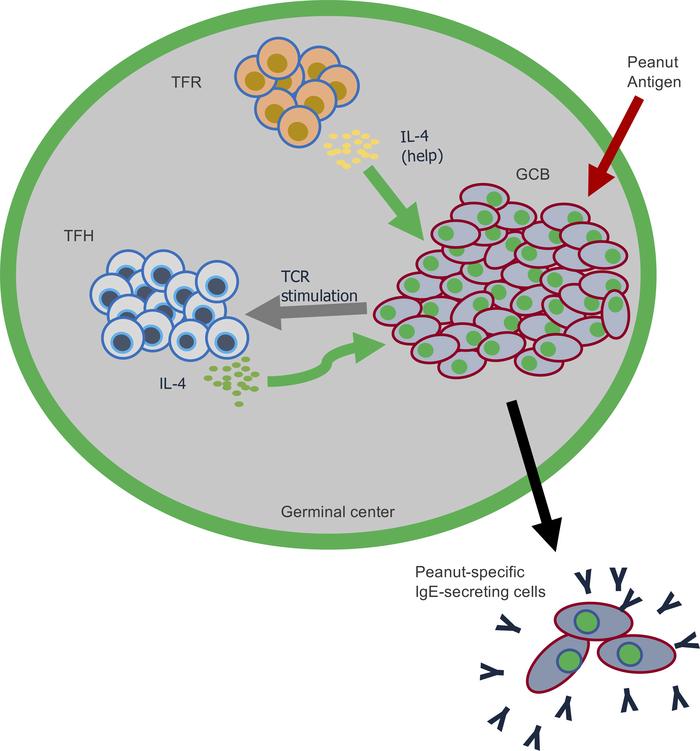 graphical abstract