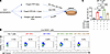 TFR-derived IL-4 promotes antigen-specific IgE in vitro.