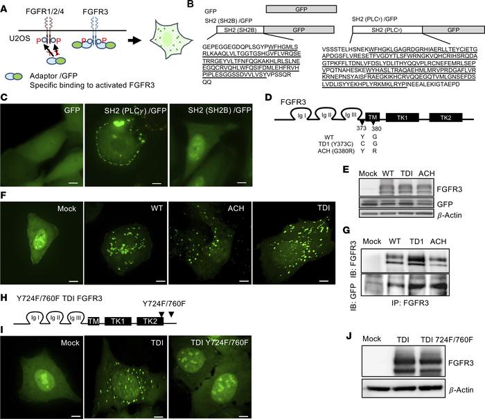 SH2 (SH2Bβ)/GFP specifically interacts with activated FGFR3 to generate ...