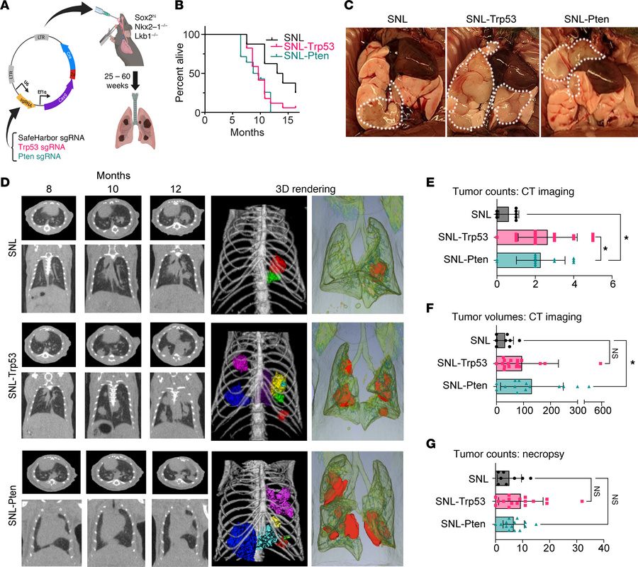 sgRNA-mediated CRISPR knockout of Trp53 and Pten in vivo leads to increa...