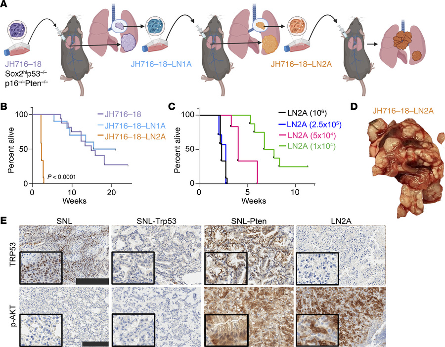 The development of the highly metastatic LN2A LUSC murine model.
(A) In ...