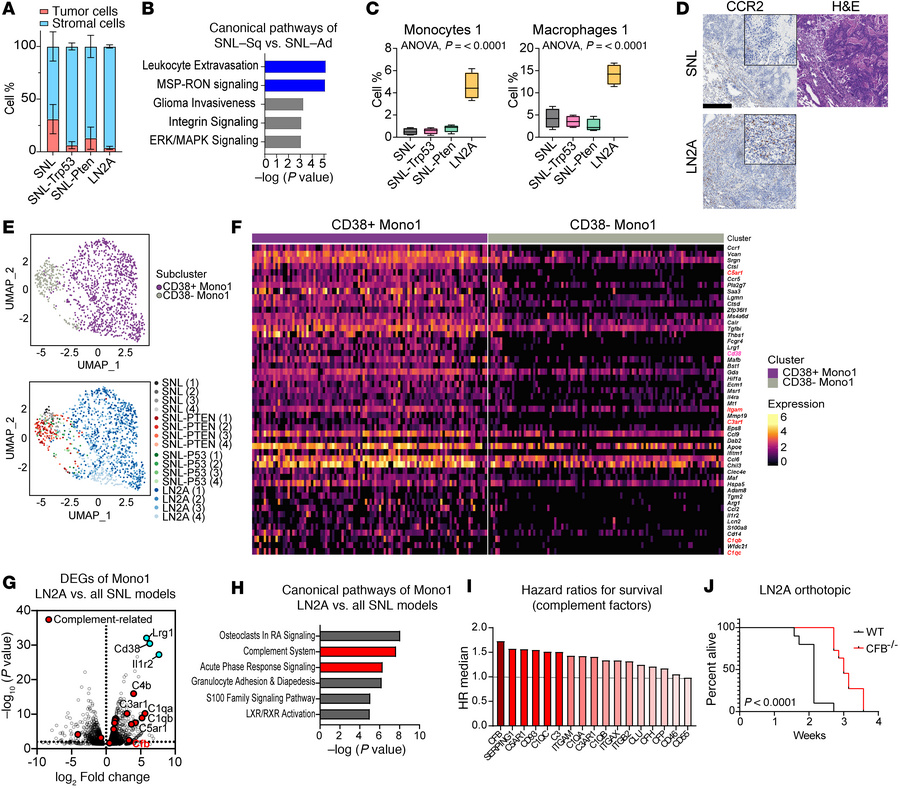 Increased recruitment of inflammatory myeloid subsets in squamous tumors...