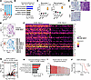 Increased recruitment of inflammatory myeloid subsets in squamous tumors.