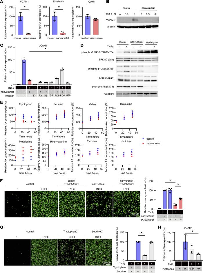 LAT1 inhibition led to a decrease in intracellular tryptophan levels, re...
