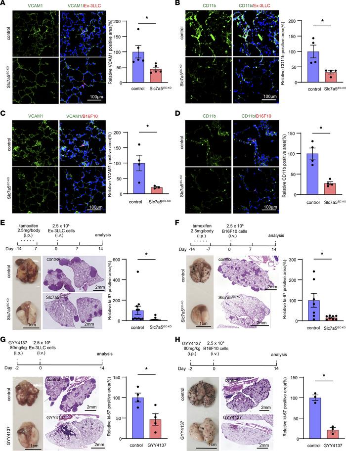 Endothelial cell–specific LAT1 ablation suppressed CD11b-positive myeloi...