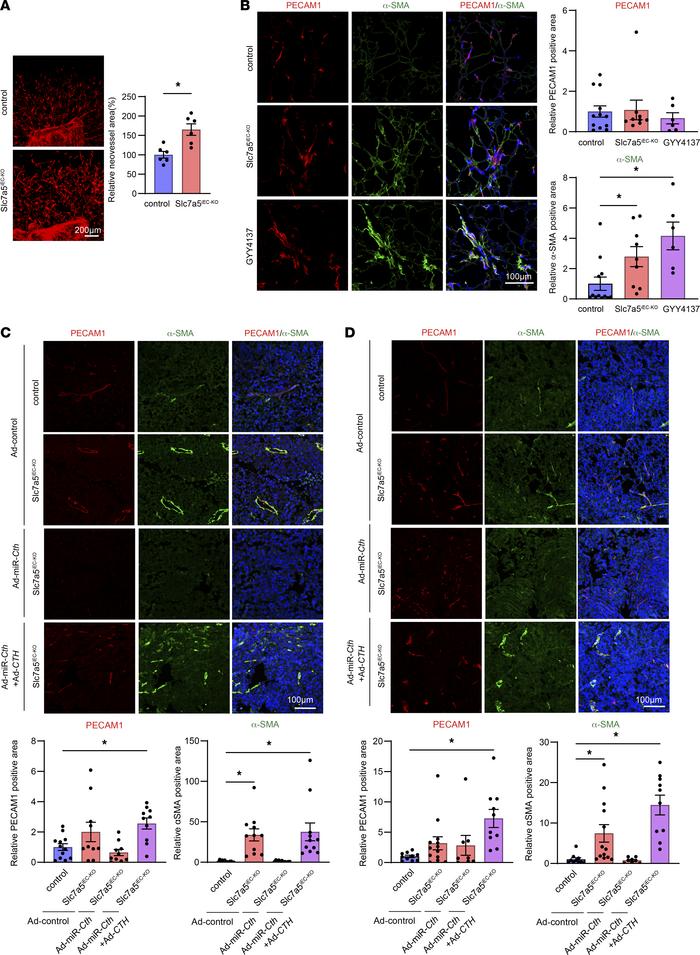 Slc7a5iEC–KO mice promoted tumor vessel normalization and mesenchymal ce...