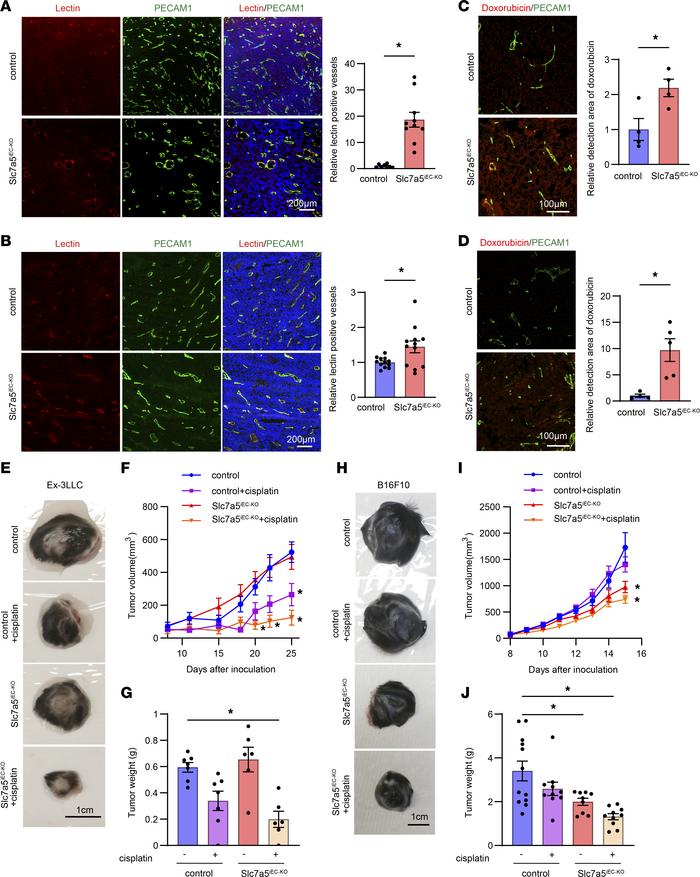 Endothelial cell–specific LAT1 ablation led to improved drug delivery to...