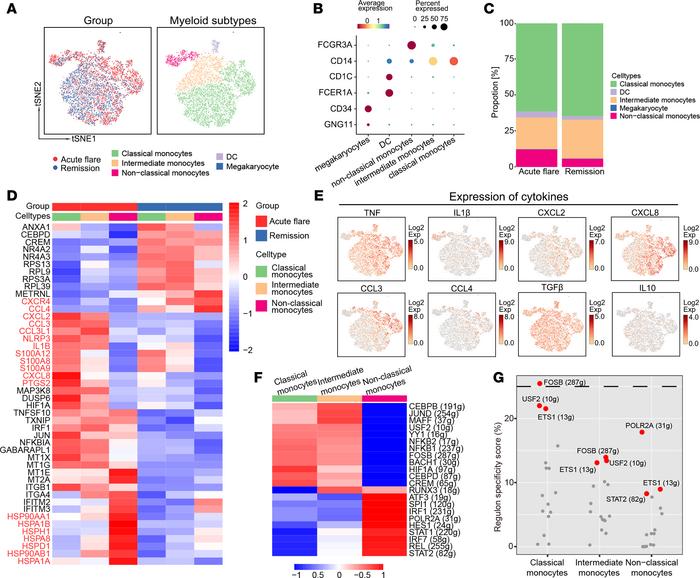 Functions of each monocyte subtype that contribute to immune responses i...