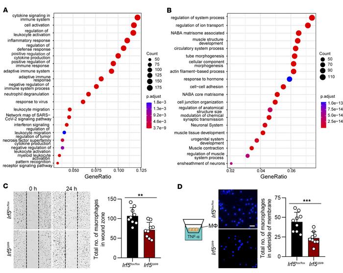IRF5 contributes to macrophage migration.
(A and B) Dot plots represent ...