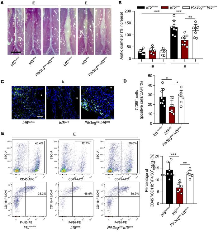 Myeloid cell–specific salvage of Pik3cg restores Irf5 ablation–induced A...