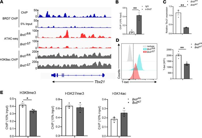 BRD7 is enriched at Tbx21 loci and regulates T-bet expression.
(A) Repre...