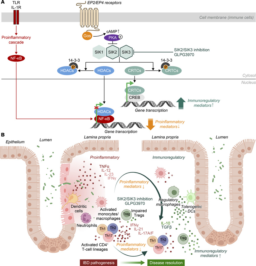 SIK inhibition pathway and proposed mechanism of action of SIK2/SIK3 inh...