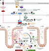 SIK inhibition pathway and proposed mechanism of action of SIK2/SIK3 inhibi