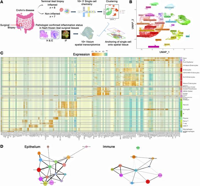 Experimental setup and single-cell transcriptomic analysis.
(A) Schemati...
