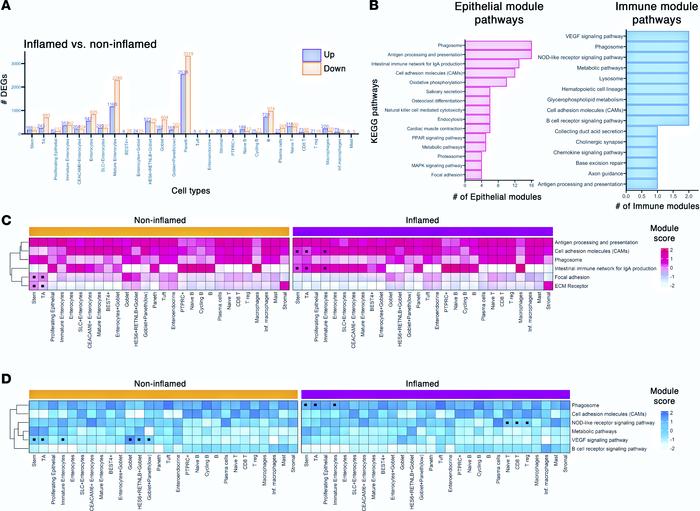 Antigen presentation and cell adhesion molecules are promoted during muc...