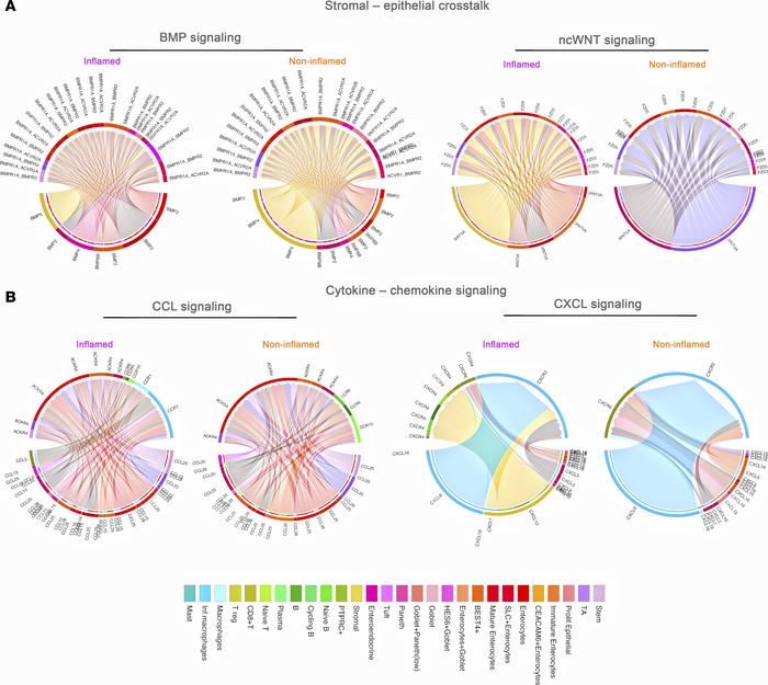 Dynamic alterations in signaling pathways in the inflamed Crohn’s ileal ...