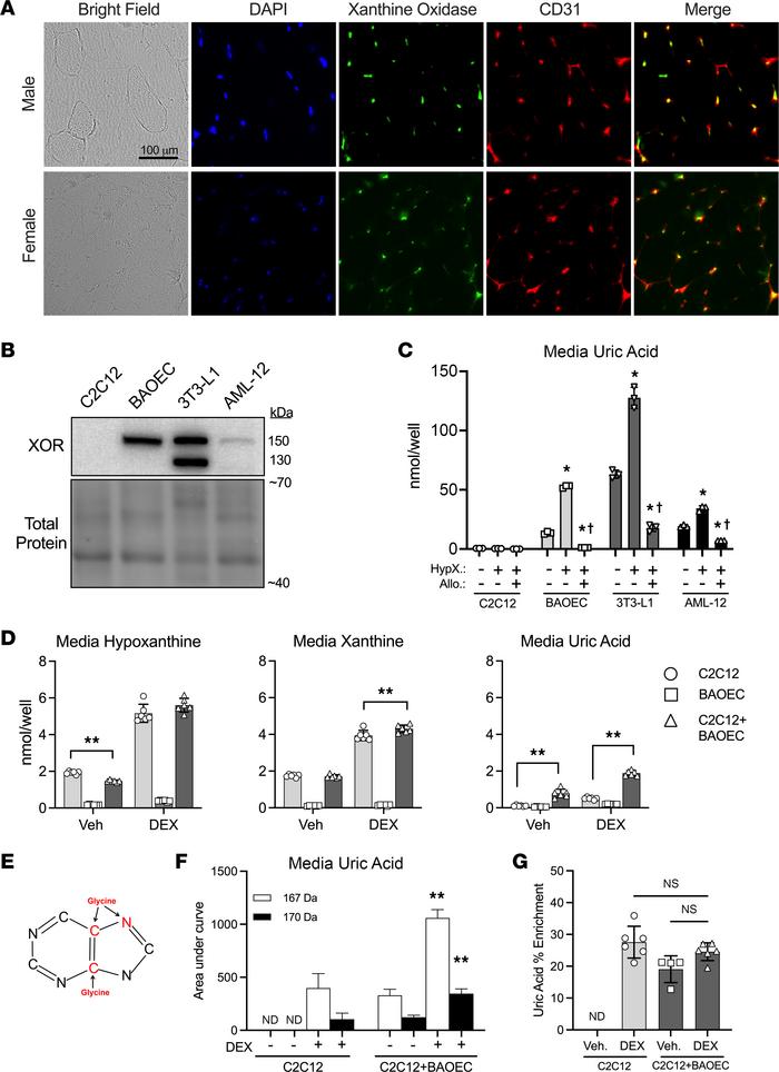 XOR-expressing cells oxidize exogenous purines released by muscle.
(A) M...