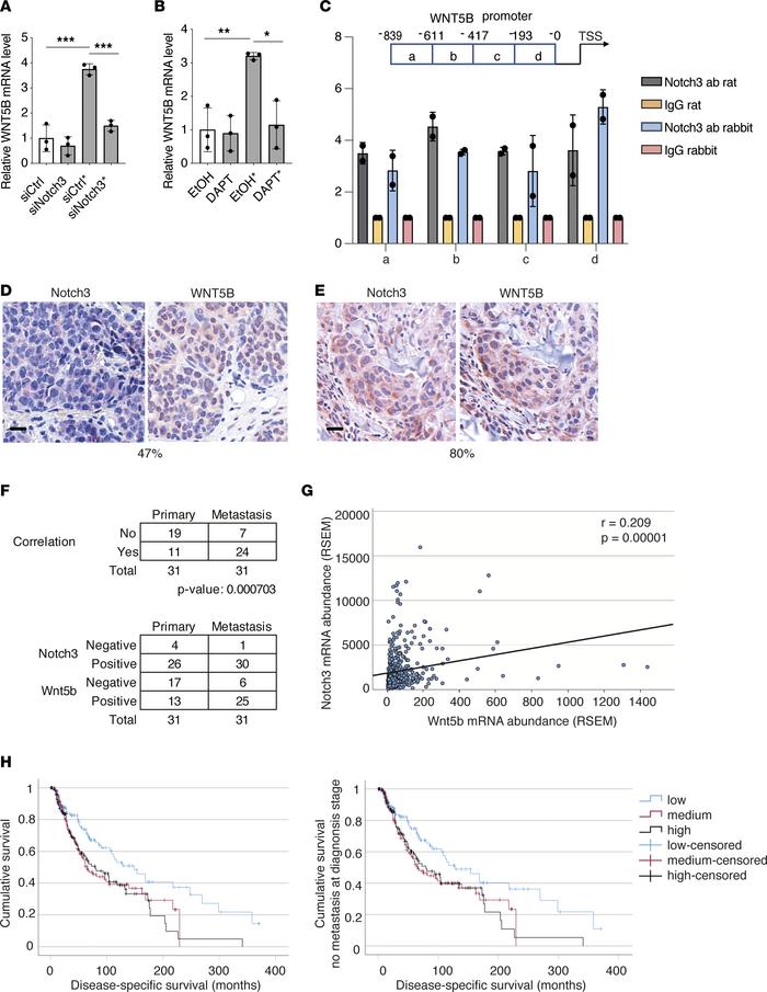 Notch3 regulates WNT5B expression in melanoma cells and its expression c...
