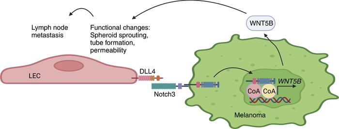 Model of the bidirectional melanoma cell–LEC crosstalk.
Schematic model ...