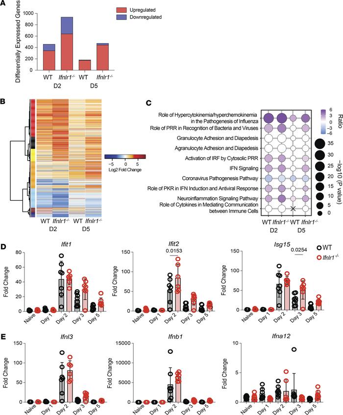IFN-λ signaling regulates pulmonary transcriptional programming during S...