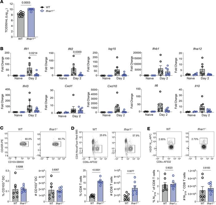 Type I IFN signaling does not affect the generation of SARS-CoV-2 N219-s...