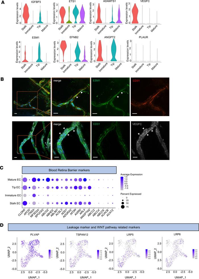 Endothelial cell gene expression profile analysis.
(A) Violin plot for I...
