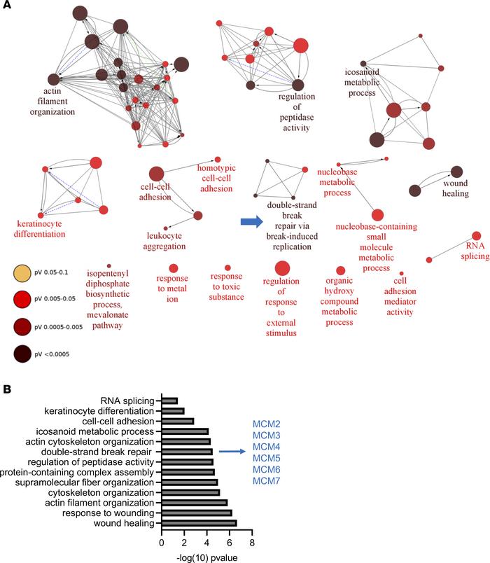 Functional characterization of EoE proteome.
(A) The Gene Ontology (GO) ...