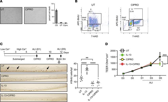 Inhibition of the MCM complex in EPC2 esophageal epithelial cells.
(A) R...
