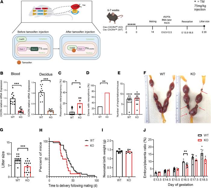 Increased resorptions and reduced litter size in CXCR4 knockout mice.
(A...